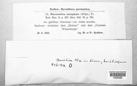 Naematelia encephala image